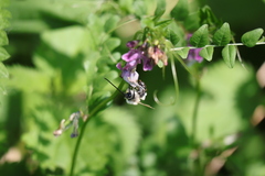 Eucera