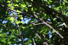 Aegithalos caudatus