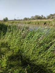 Phragmites australis altissimus
