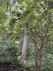 Hydrangea paniculata