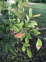 Libytheana carinenta