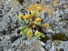 Rhodiola rosea