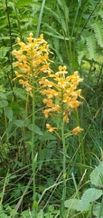 Platanthera ciliaris