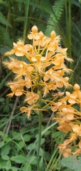 Platanthera ciliaris