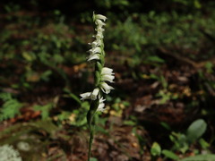 Spiranthes casei