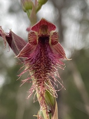 Calochilus
