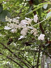 Hydrangea paniculata