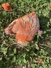 Hypomyces lactifluorum