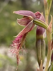 Calochilus