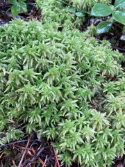 Sphagnum