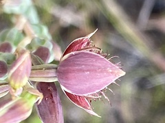 Calochilus