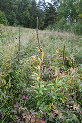 Veronicastrum sibiricum