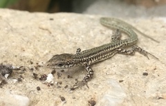 Podarcis virescens
