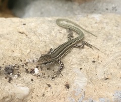 Podarcis virescens