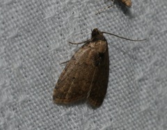 Anachrostis
