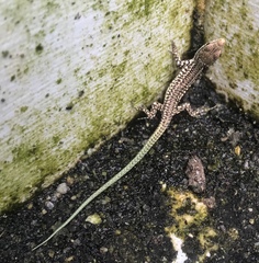 Podarcis virescens