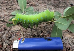 Saturniidae