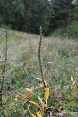 Veronicastrum sibiricum