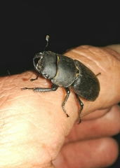Dorcus parallelipipedus