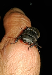 Dorcus parallelipipedus