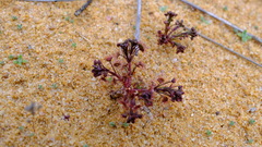 Drosera humilis
