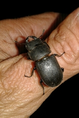 Dorcus parallelipipedus