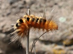 Pygarctia