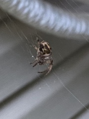 Metepeira labyrinthea