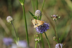 Heliothis
