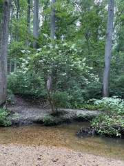 Hydrangea paniculata