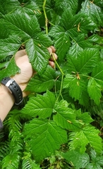 Rubus spectabilis