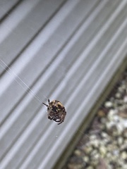 Metepeira labyrinthea