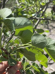 Jatropha cinerea