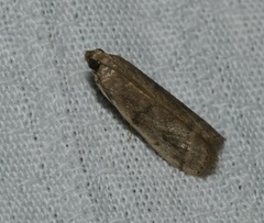 Ectomyelois ceratoniae