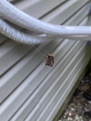 Metepeira labyrinthea