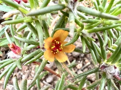 Talinum aurantiacum