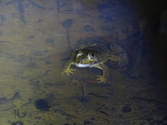Hoplobatrachus chinensis