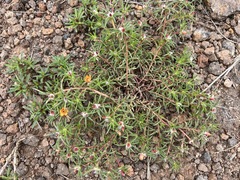 Talinum aurantiacum