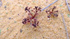 Drosera humilis