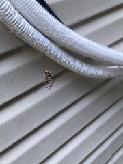 Metepeira labyrinthea