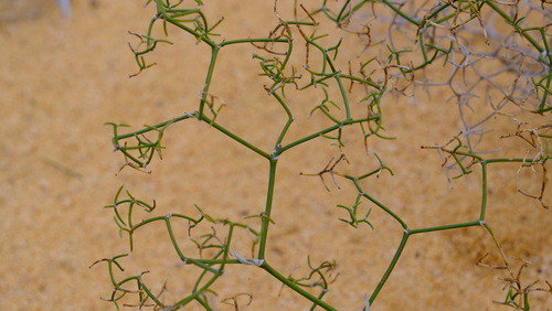 Intricate Zigzag Lily (Corynotheca dichotoma)