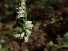 Spiranthes casei