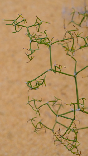 Image of Corynotheca dichotoma by (c) Peter Crowcroft, some rights reserved (CC BY)