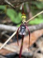 Chiloglottis diphylla