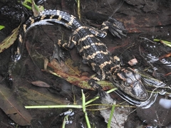 Alligator mississippiensis