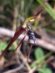 Chiloglottis diphylla