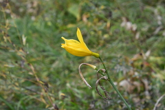 Hemerocallis minor