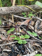 Chiloglottis diphylla
