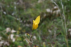 Hemerocallis minor