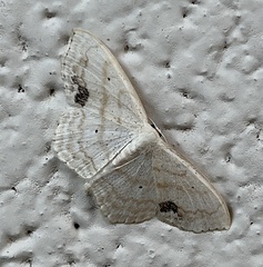 Scopula limboundata